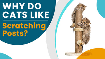 Why Do Cats Like Scratching Posts?