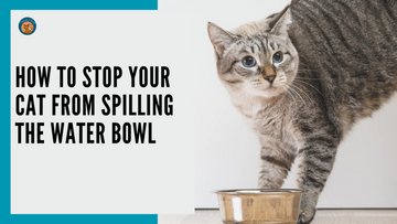 How to Stop Your Cat from Spilling the Water Bowl