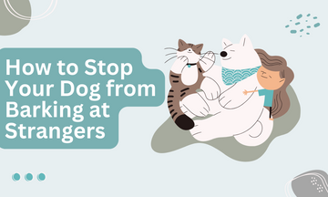 How to Stop Your Dog from Barking at Strangers