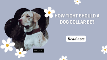 How Tight Should a Dog Collar Be