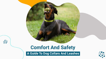 Comfort and Safety: A Guide to Dog Collars and Leashes